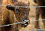 Young Bison