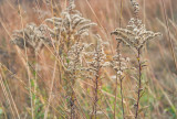 Close up of golden grasses