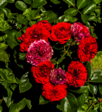 web-heart-of-rosesP1470044_1421.gif