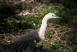 White Necked Heron