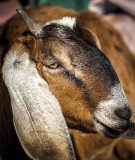 I dont really like goats