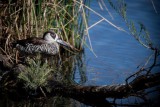 Pink-eared duck