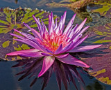 Water Lily