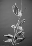 Seed pods in black and white
