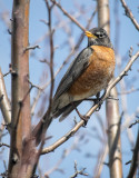 The Robin is looking at me!