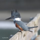 3-7-2013 Female Belted Kingfisher in the fishing mode
