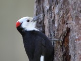 7-4-2014 male White-headed Woodpecker