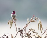 1-3-2015 Winter-time male Annas Hummingbird