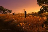High grass over the Graves
