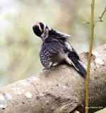 3-30-2015 Same woodpecker, just a different tree