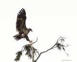 4-12-2015 Immature bald eagle Neah Bay 