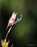 4-25-2015 A Rufous Hummingbird Series - image 2