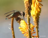 6-5-2015 Rufous Hummers at Red-hot Poker Series (image 3 of 3)