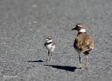 6-25-2015  Female Killdeer and brand-new Hatchling