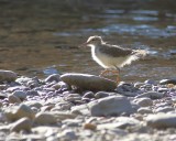 7-2-2015 Spotted Sandpiper hatchling on the Wenatchee River