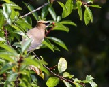 7-15-2015 Cedar Waxwing with berry at Point Edwards