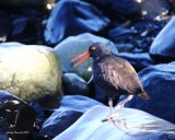 9-21-2015 Oyster Catcher with a happy attitude