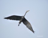 10-22-2015 Great Blue Heron over the marsh