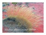 Spinifex near Kata Tjuka