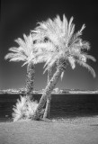 Palms on the lakeshore