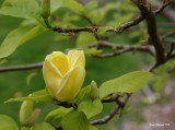 4-15-2016 Yellow Magnolia
