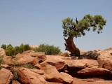 6-21-2016 Lone Pinion pine at Dead Horse Point, Canyon Lands, Utah