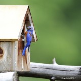 5-28-2016 male Western Bluebird tending the hatchings