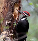 Male Pileated Woodpecker - Edmonds Marsh