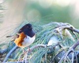 1-05-17 a winter Towhee_8039.JPG