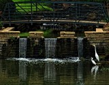 EGRETS HANGING OUT 