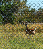 ON THE OTHER SIDE OF THE FENCE
