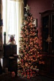 MY TREE