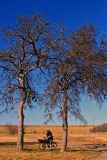 TWO TREES, A GUY AND A BIKE
