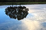 TREE REFLECTION