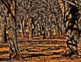 TREES IN THE PARK