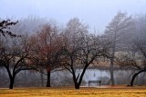TREES BY THE POND