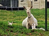 TWO BABY GOATS