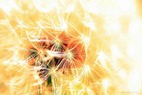 HIGH KEY DANDELION