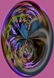 CRAZY WISTERIA CIRCLE