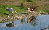 LONGHORN REFLECTIONS