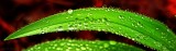 M IS FOR MICRO/MACRO - MICRO DROPLETS