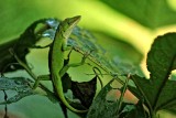 FREE TO ROAM THE GARDEN