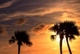 PALM SUNSET