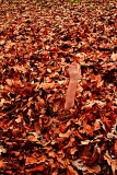 CHILDREN OF THE LEAVES?