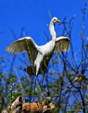 MARCH 12TH - EGRET