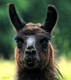 WHATS UP ALLIE THE ALPACA?