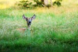 WHAT WAS UP  IN THE GRASS NEAR MY HOUSE