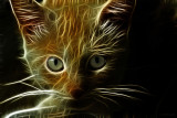 FRACTUALIZED KITTY