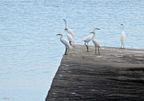 SIX ON A DOCK