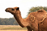 TEXAS CAMEL